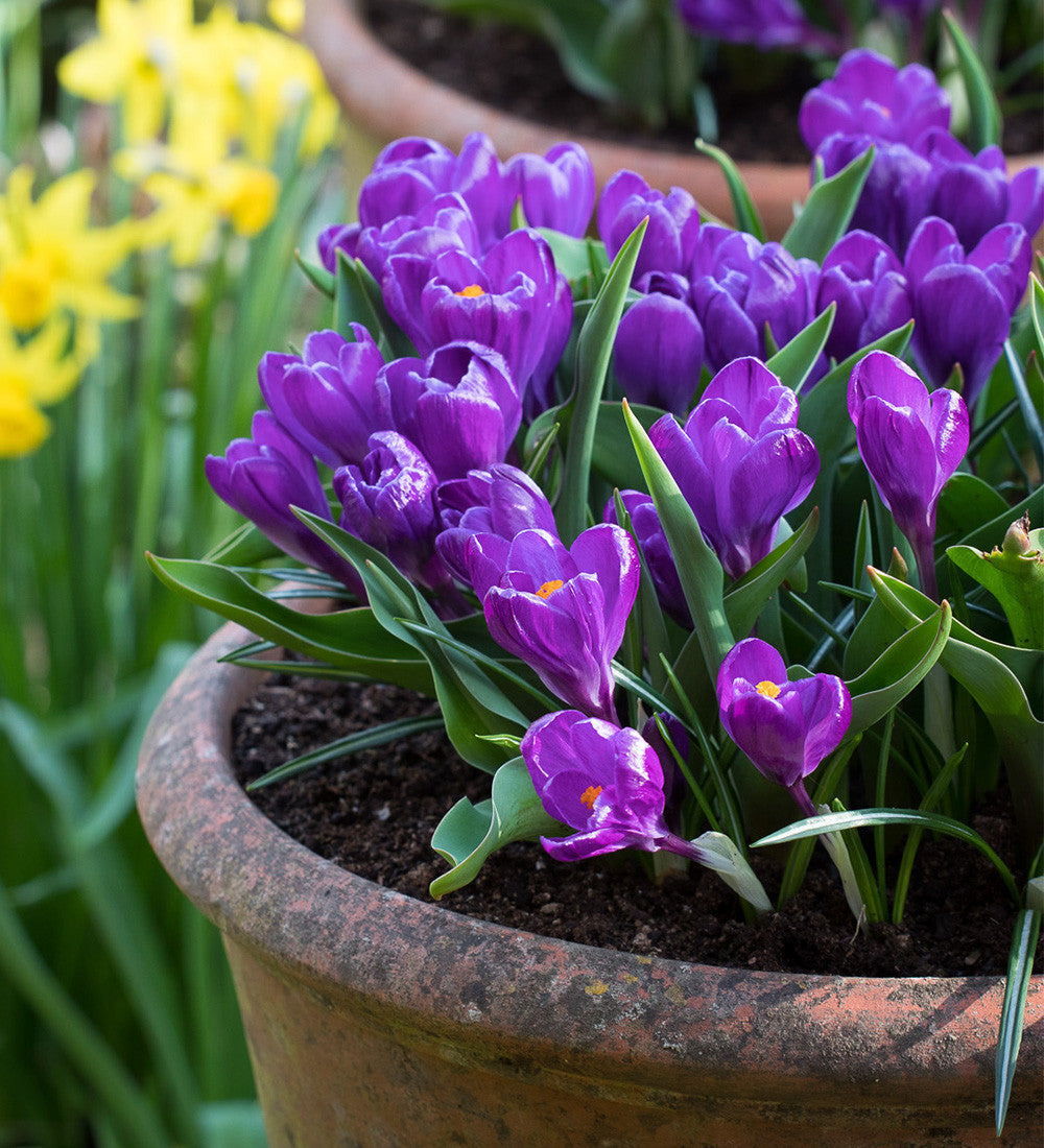 Sarah Raven Crocus Flower Record Blumenzwiebeln 25 Stück lila