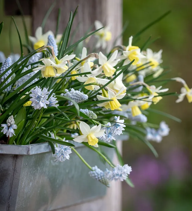 Sarah Raven Spring Window Box Blumenzwiebeln 30 Zwiebeln Beet
