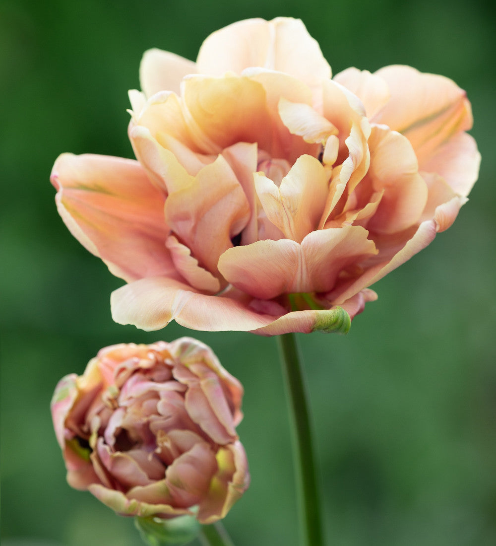 Sarah Raven Bulbs Sweet Wine Tulip Collection Blumenzwiebeln 20 Stück duftend