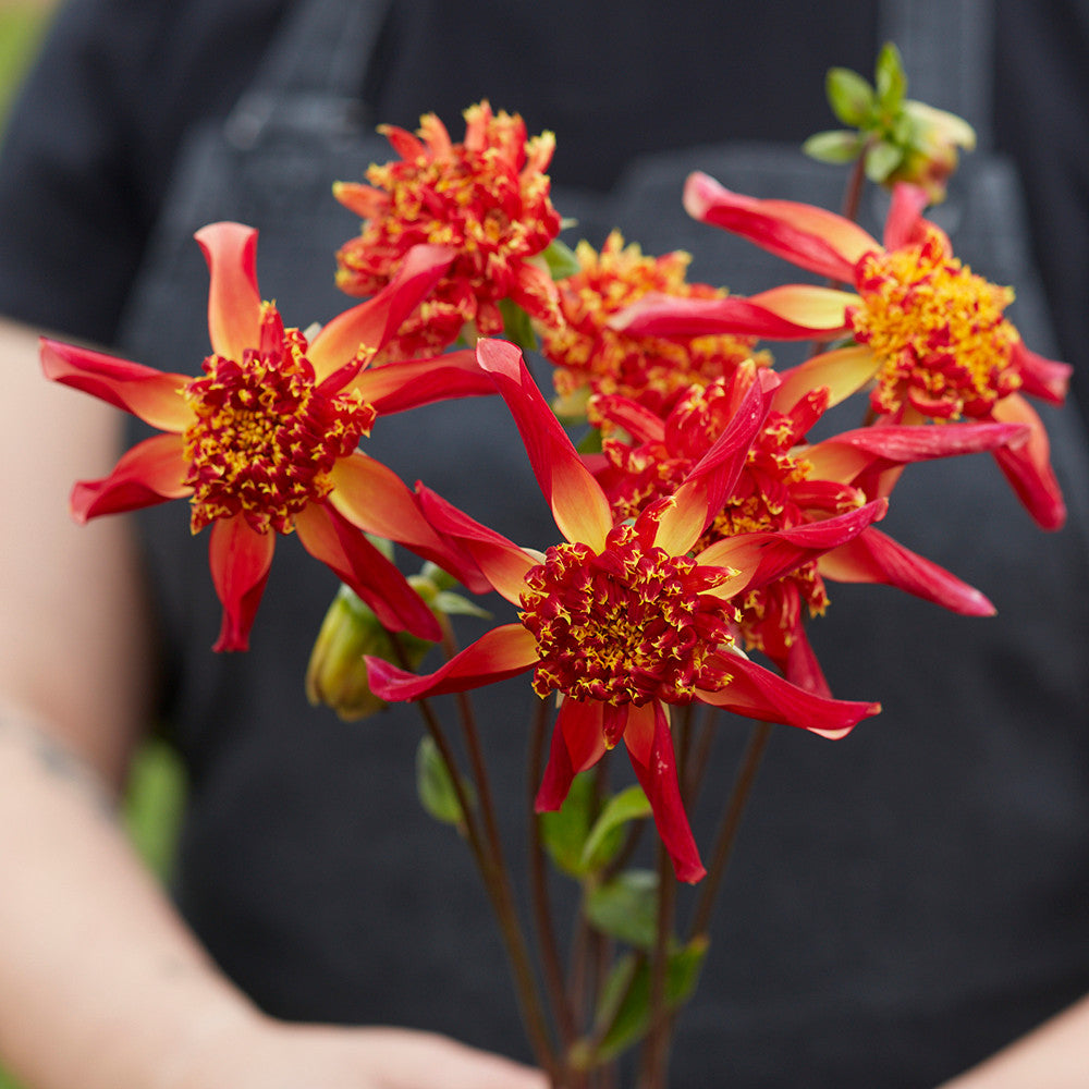 Sarah Raven Bulbs Dahlia Octopus Sparkle Dahlienknolle 1 St.