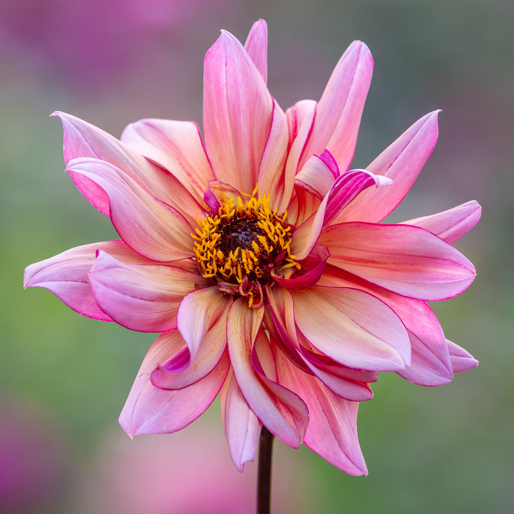 Sarah Raven Jonathan Buckley Dahlie 1 Knolle Schnittblume