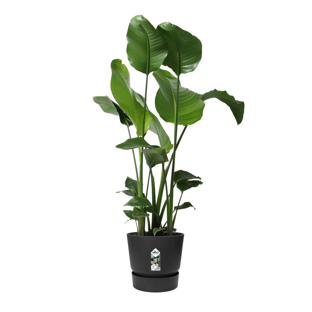 elho Greenville Rund 30 Blumentopf Living Schwarz 2er Set