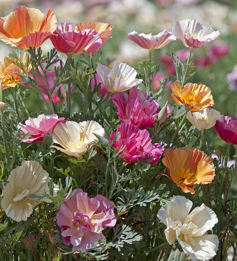 Sarah Raven Seeds Goldmohn Thai Silk Samen 200 Stück Mix