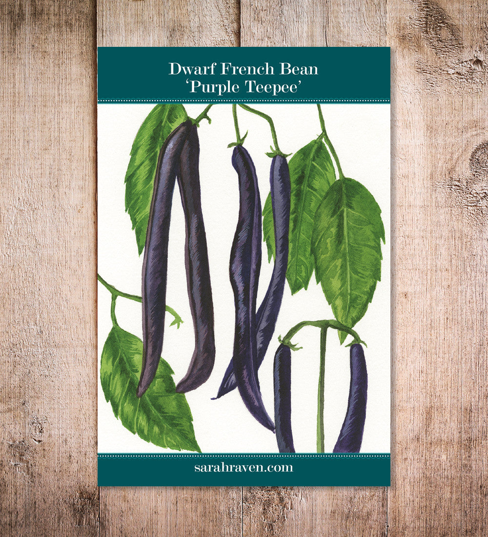 Sarah Raven Seeds Purple Teepee Buschbohnen Samen 125 Samen lila