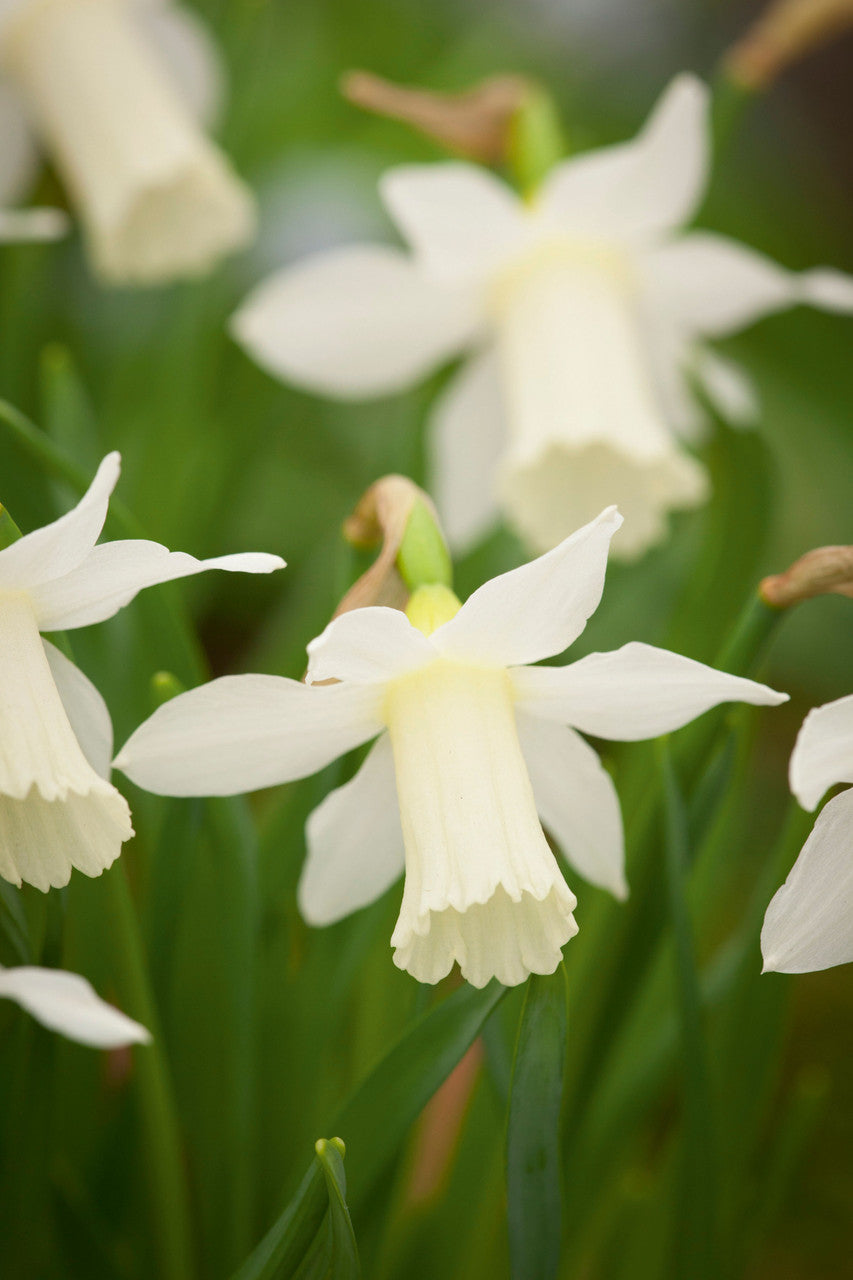 Sarah Raven Bulbs Narcissus 'Elka' Zwiebeln 30 Zwiebeln elfenbein