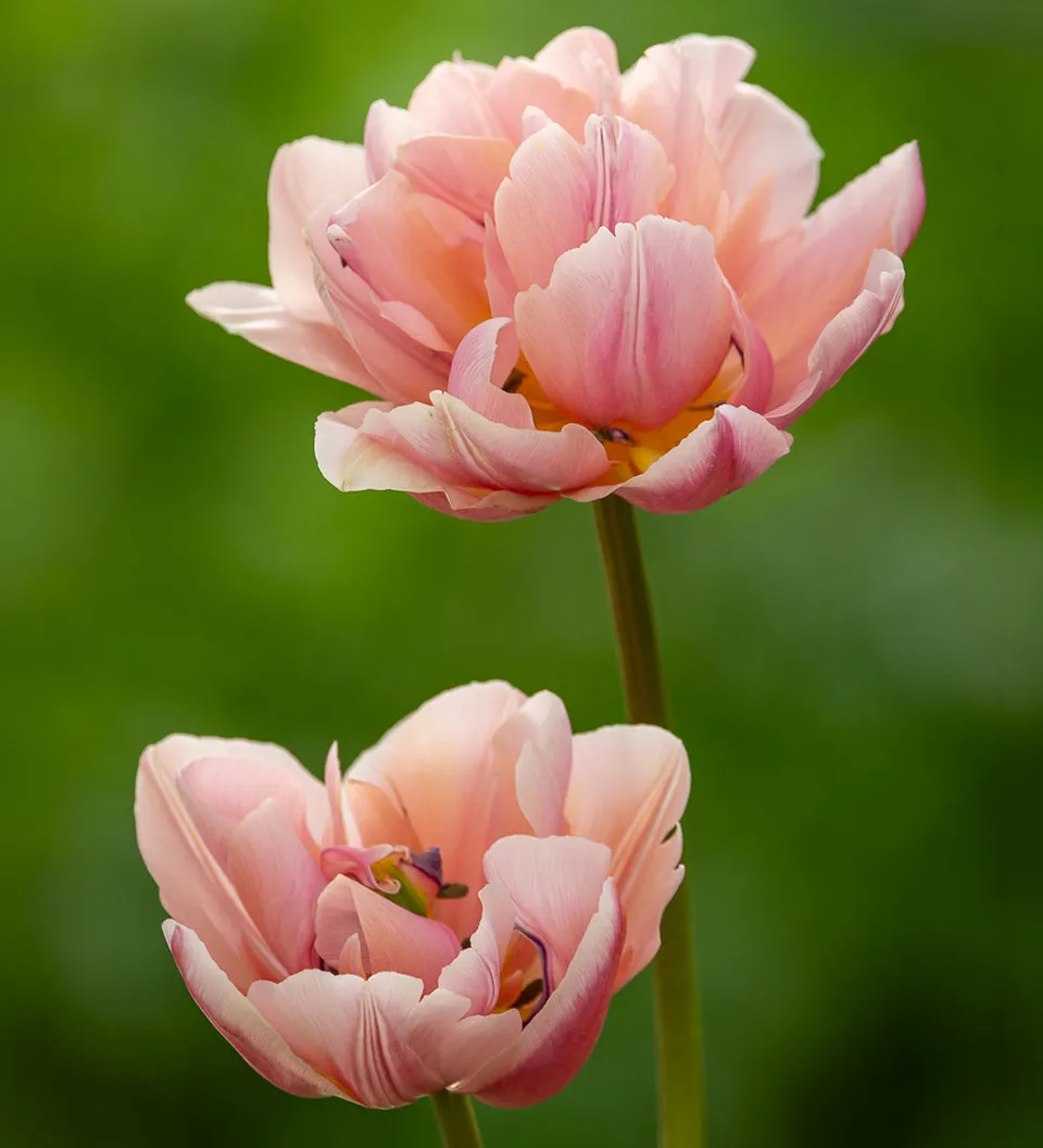 Sarah Raven Foxy Foxtrot Tulpenzwiebeln 10 Stück aprikot