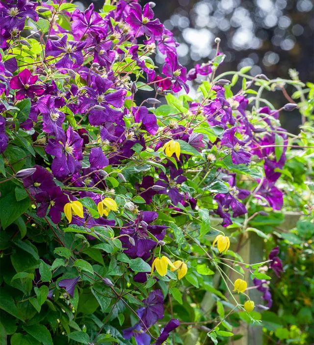 Sarah Raven Clematis Etoile Violette Pflanze 2-Liter-Topf dunkelviolett