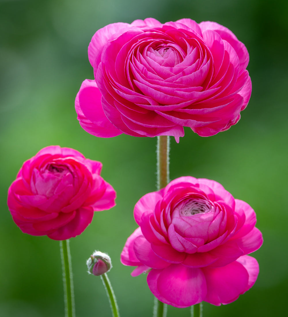 Sarah Raven Bulbs Ranunculus Amadine Bonbon Knollen 10 Stück rosa
