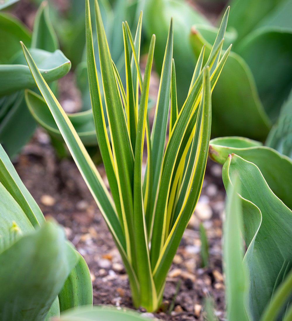 Sarah Raven Bulbs Tulip Camassia Drift Mix Blumenzwiebeln 80 Stück