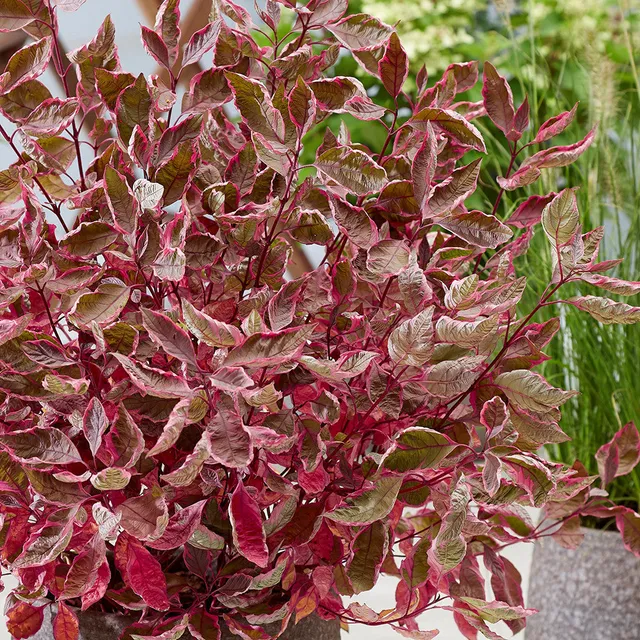 Sarah Raven Cornus alba Miracle Strauch 1x2L Topf rotlaubig
