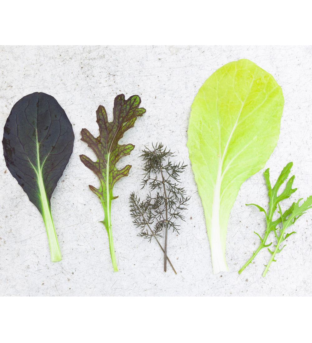 Sarah Raven Seeds Salad Leaf Salatsamen 500 Samen hitzetolerant