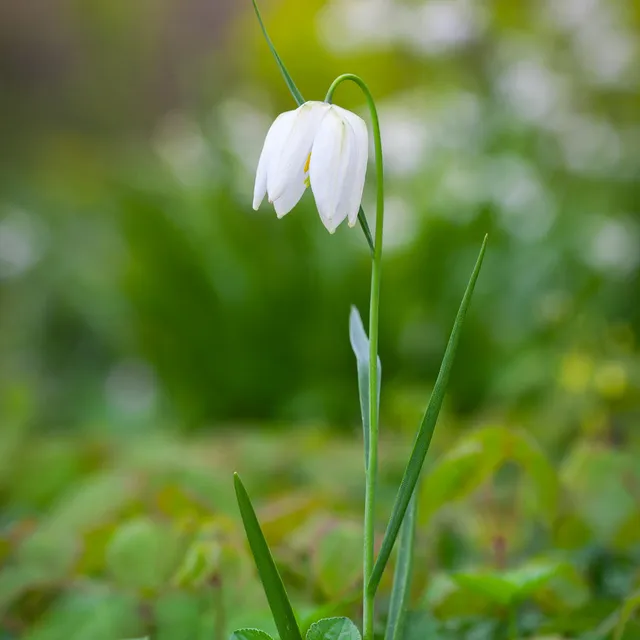 Sarah Raven Bulbs Fritillaria Alba Schachbrettblume 30 Zwiebeln weiß