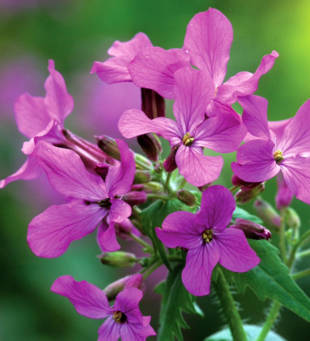 Sarah Raven Seeds Lunaria annua Silberblatt Samen 50 schatten