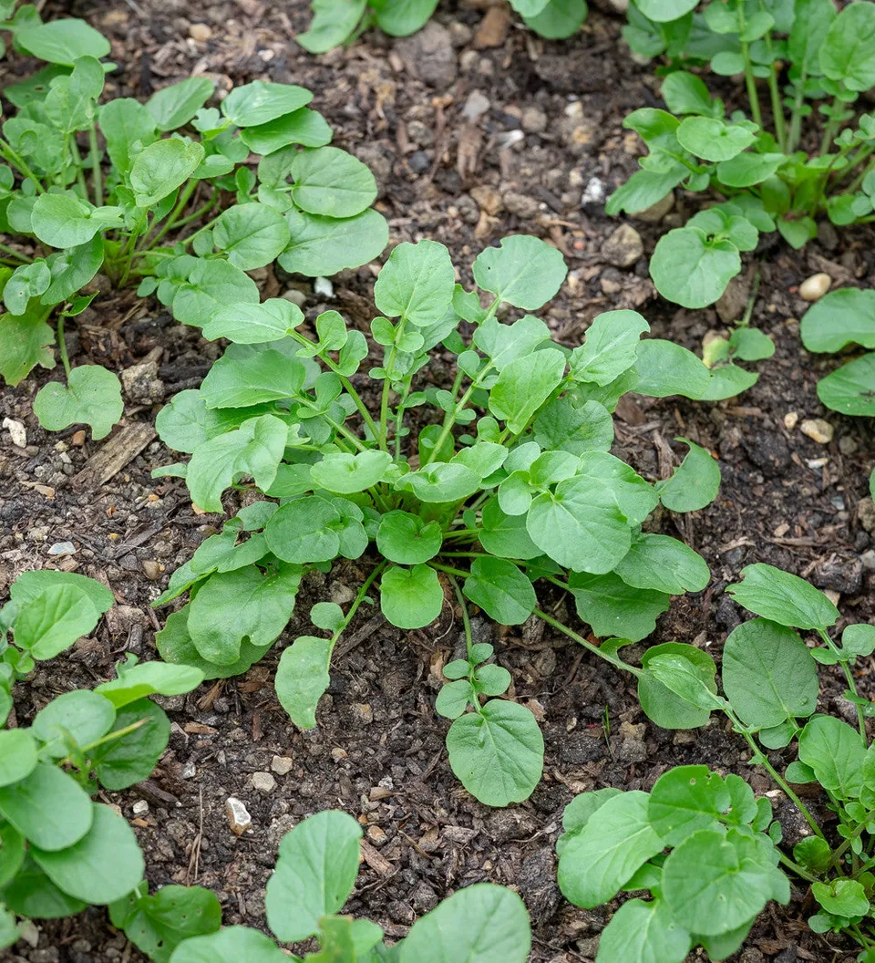 Sarah Raven Seeds American Land Cress Samen 1000 Samen Salat