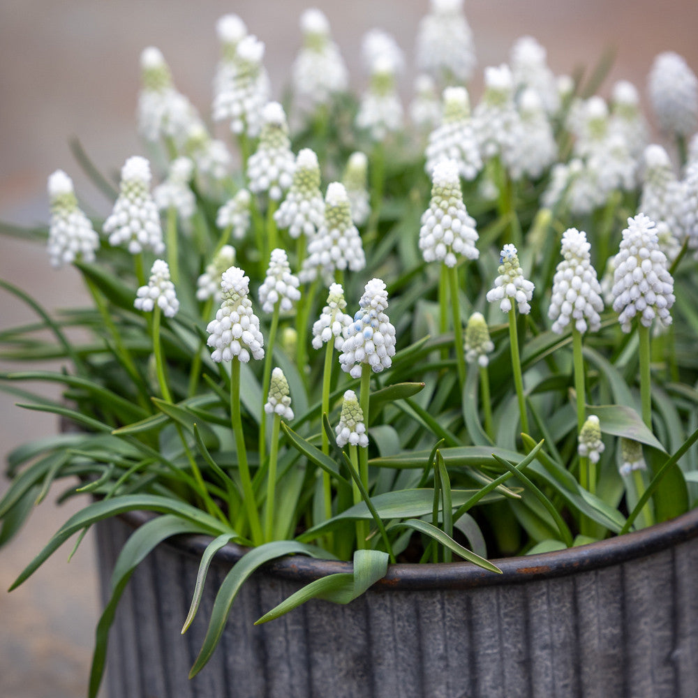 Sarah Raven Bulbs Muscari Siberian Tiger Zwiebeln 25 weiß