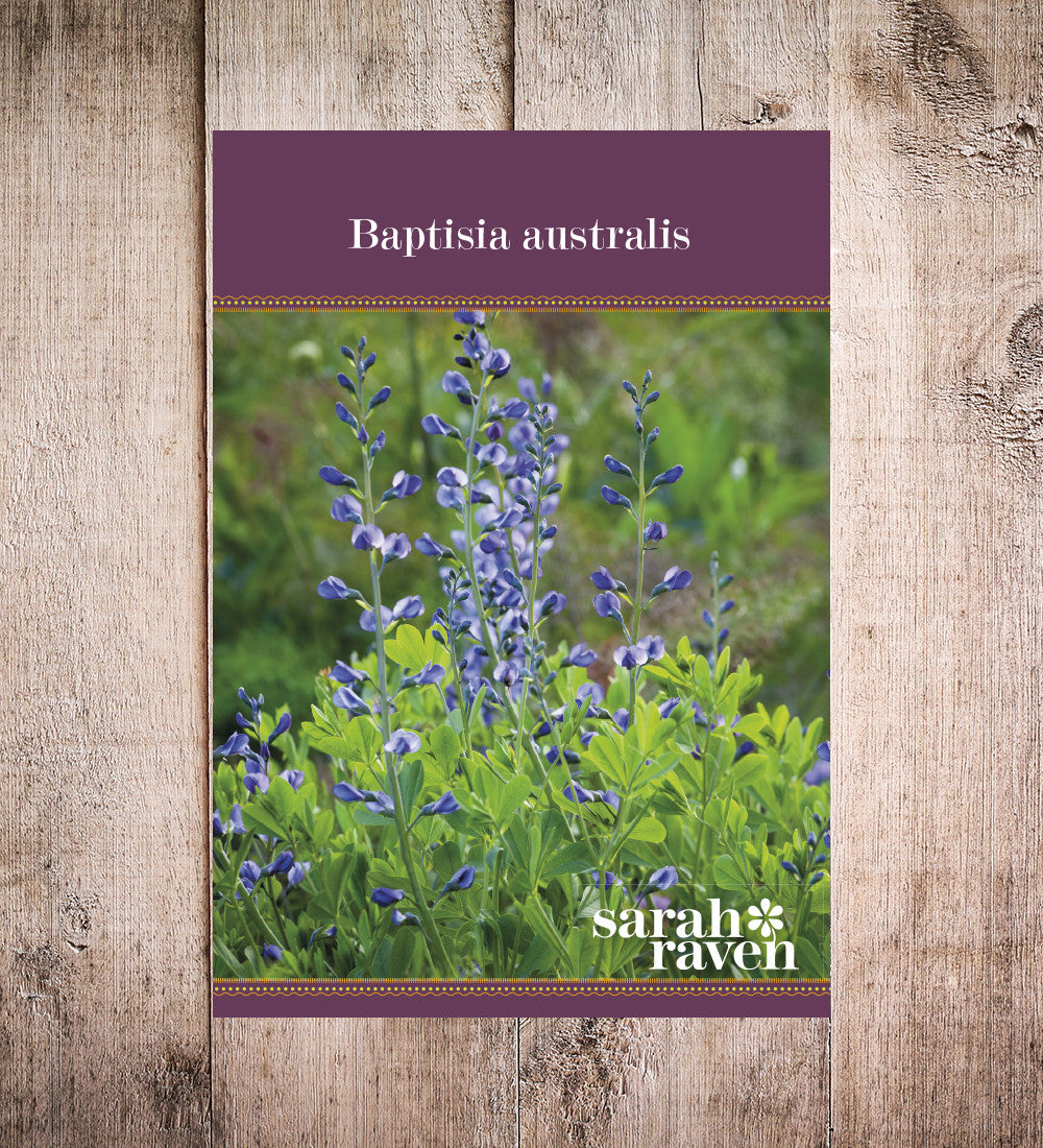 Sarah Raven Plants Baptisia australis 10 Samen indigoblau