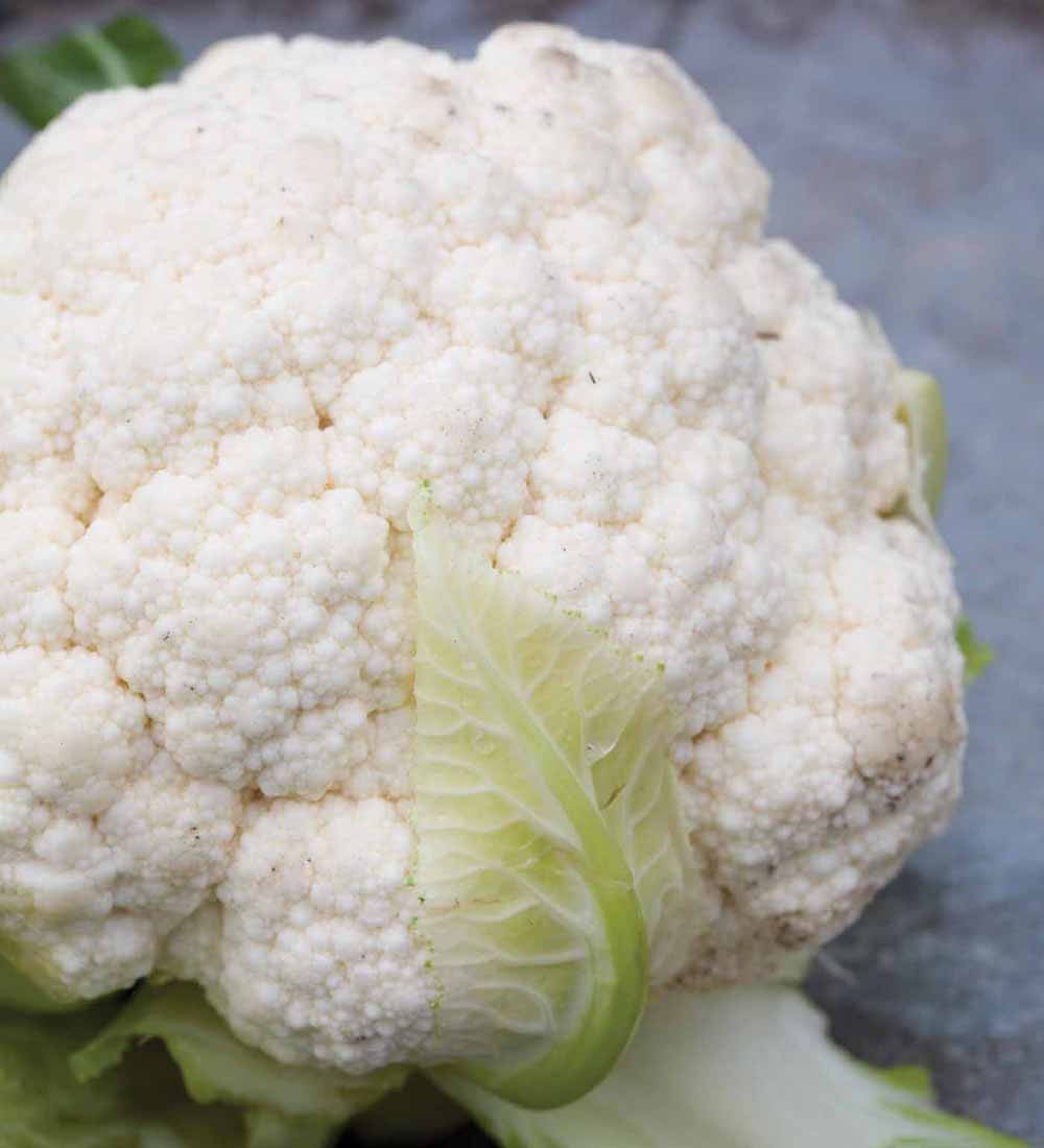Sarah Raven Seeds Blumenkohl Flora Blanca Bio 50 Samen weiß