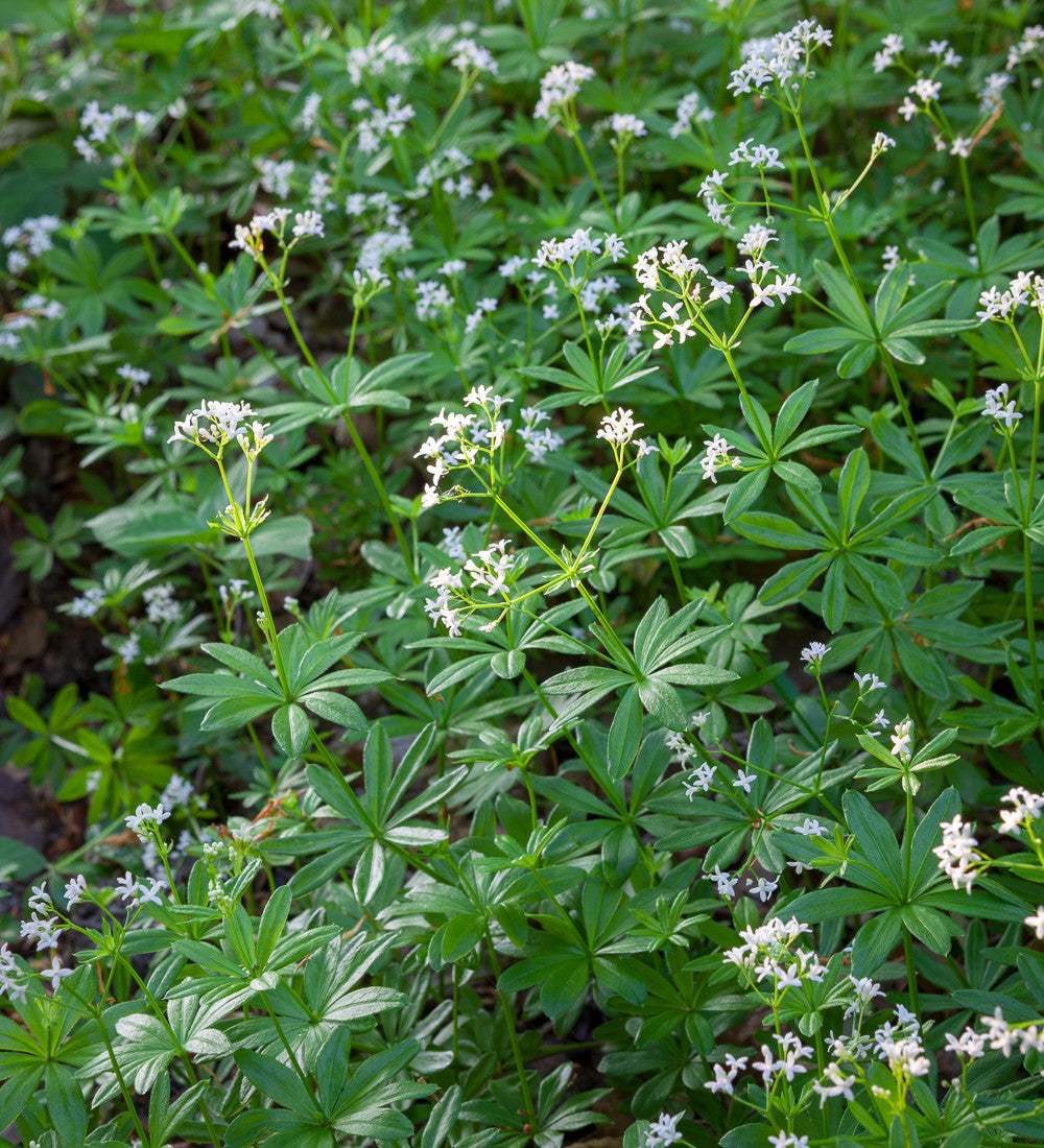 Sarah Raven Plants Galium odoratum Waldmeisterpflanze 3x9cm schattig