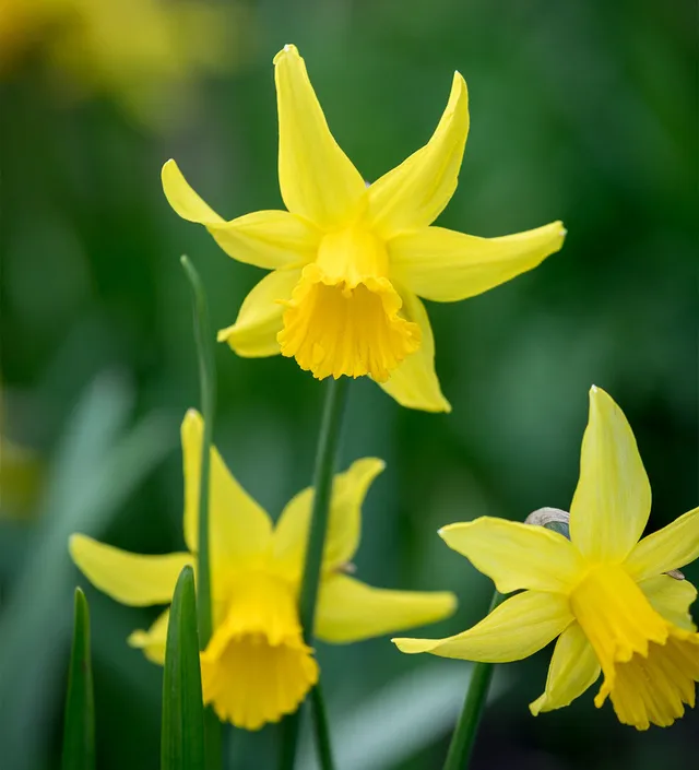 Sarah Raven Narcissus February Gold Blumenzwiebeln 15 Stück früh
