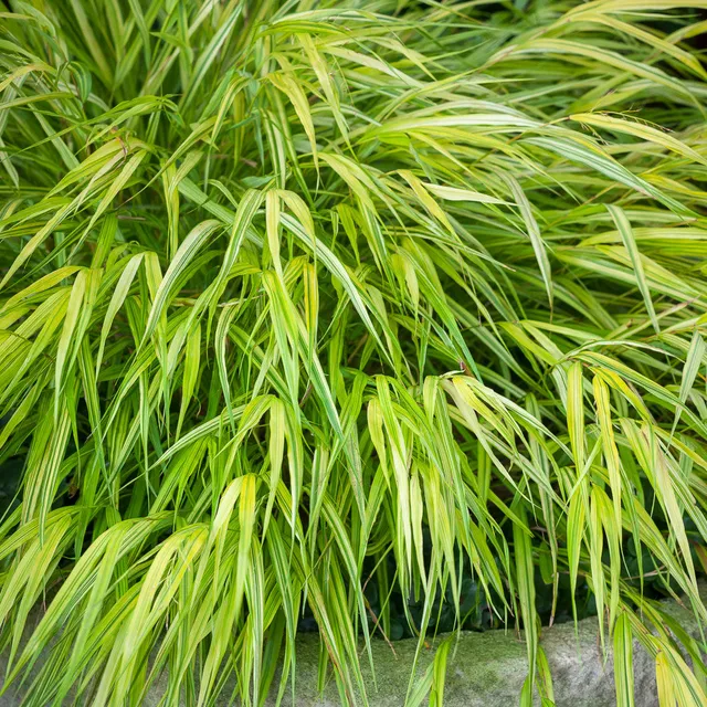 Sarah Raven Plants Hakonechloa macra Aureola Ziergras 3x 9cm