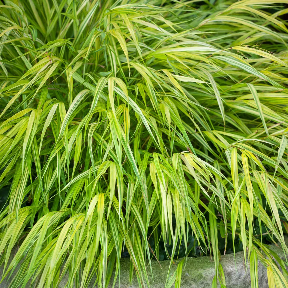 Sarah Raven Plants Hakonechloa macra Aureola Ziergras 3x 9cm