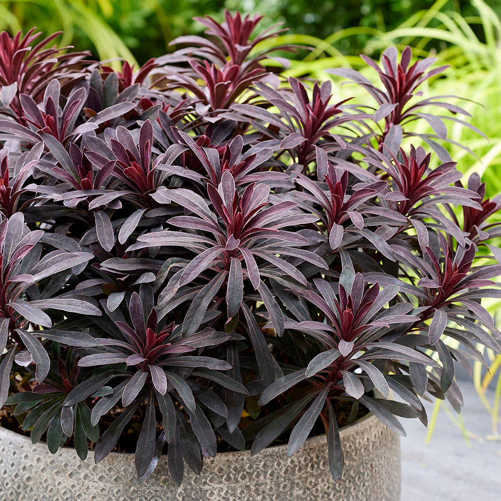 Sarah Raven Plants Euphorbia Miners Merlot Pflanze 3x 9cm