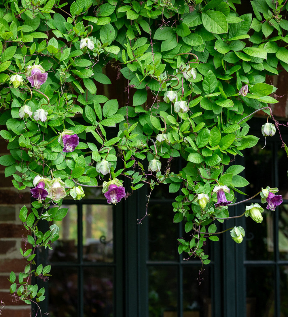 Sarah Raven Cobaea scandens Samen 20 Stück Kletterpflanze