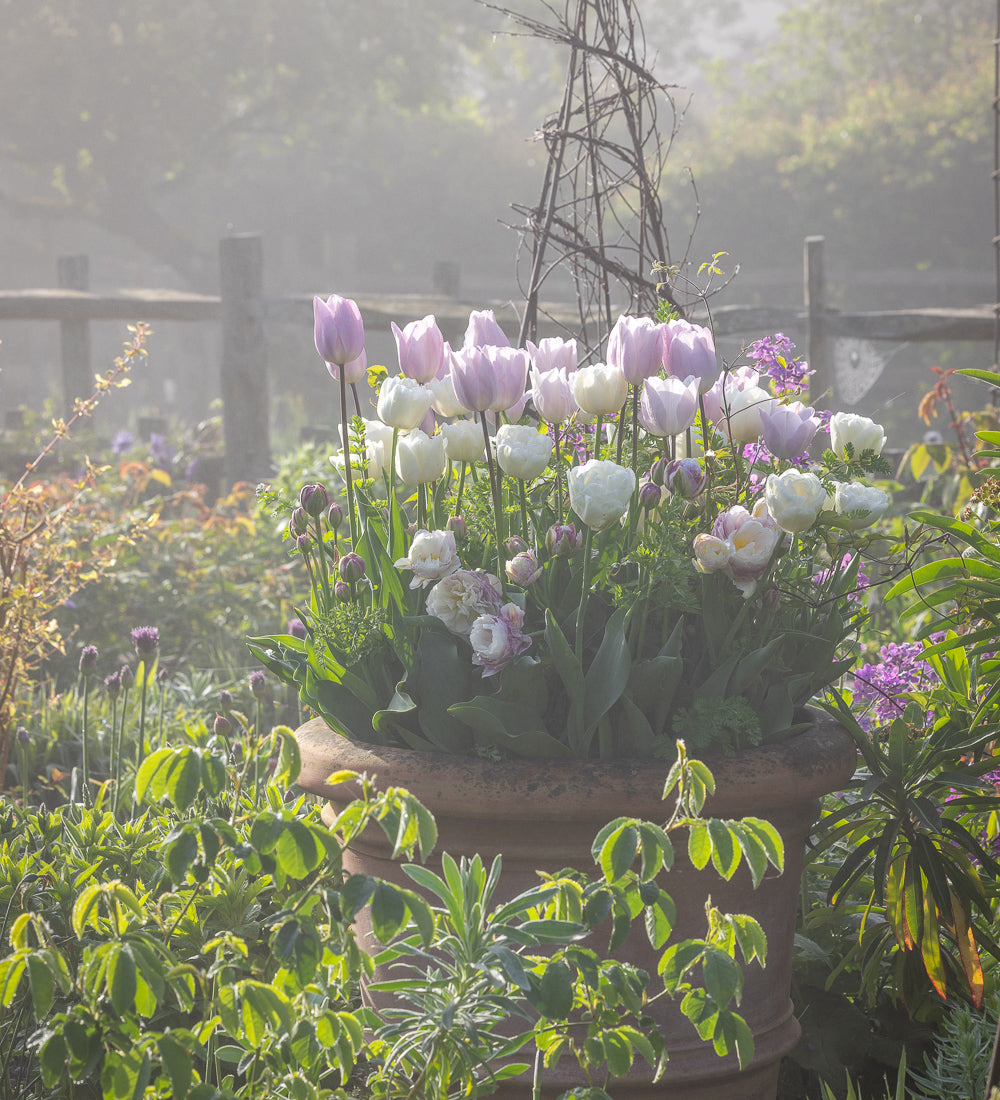 Sarah Raven Bulbs Spring Clouds Tulip Collection 30 Zwiebeln