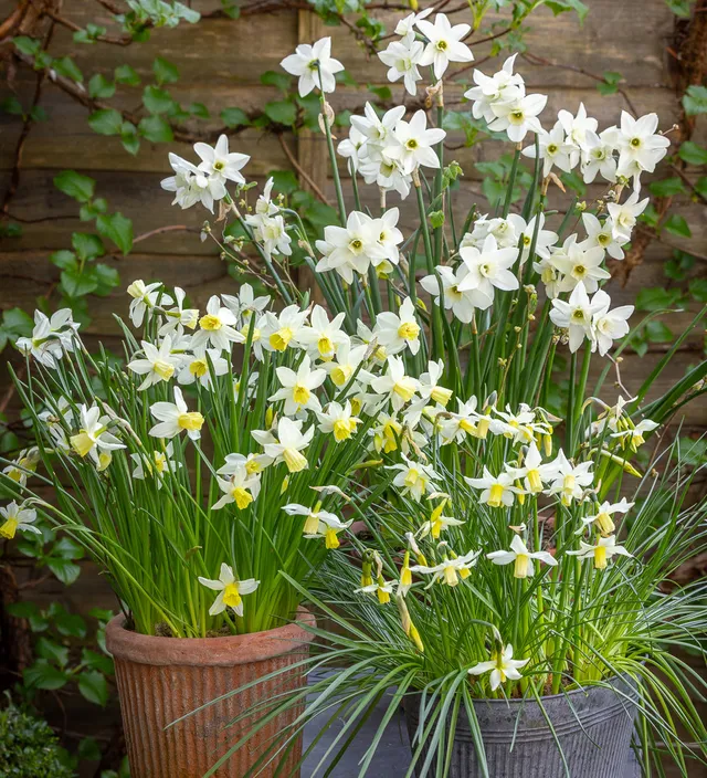 Sarah Raven Bulbs Ivory and Alabaster Narzissen 60 Zwiebeln weiß