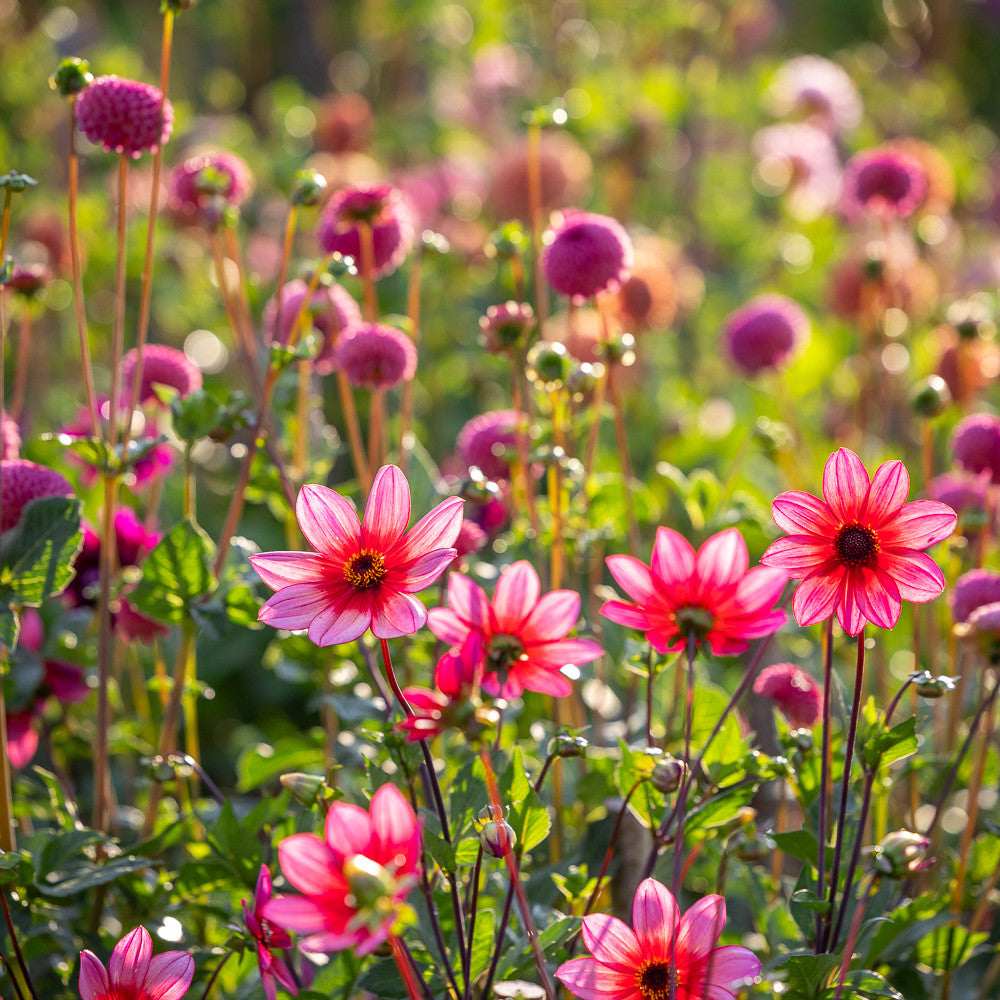 Sarah Raven Bulbs Dancing Border Dahlien 4 Knollen Kollektion