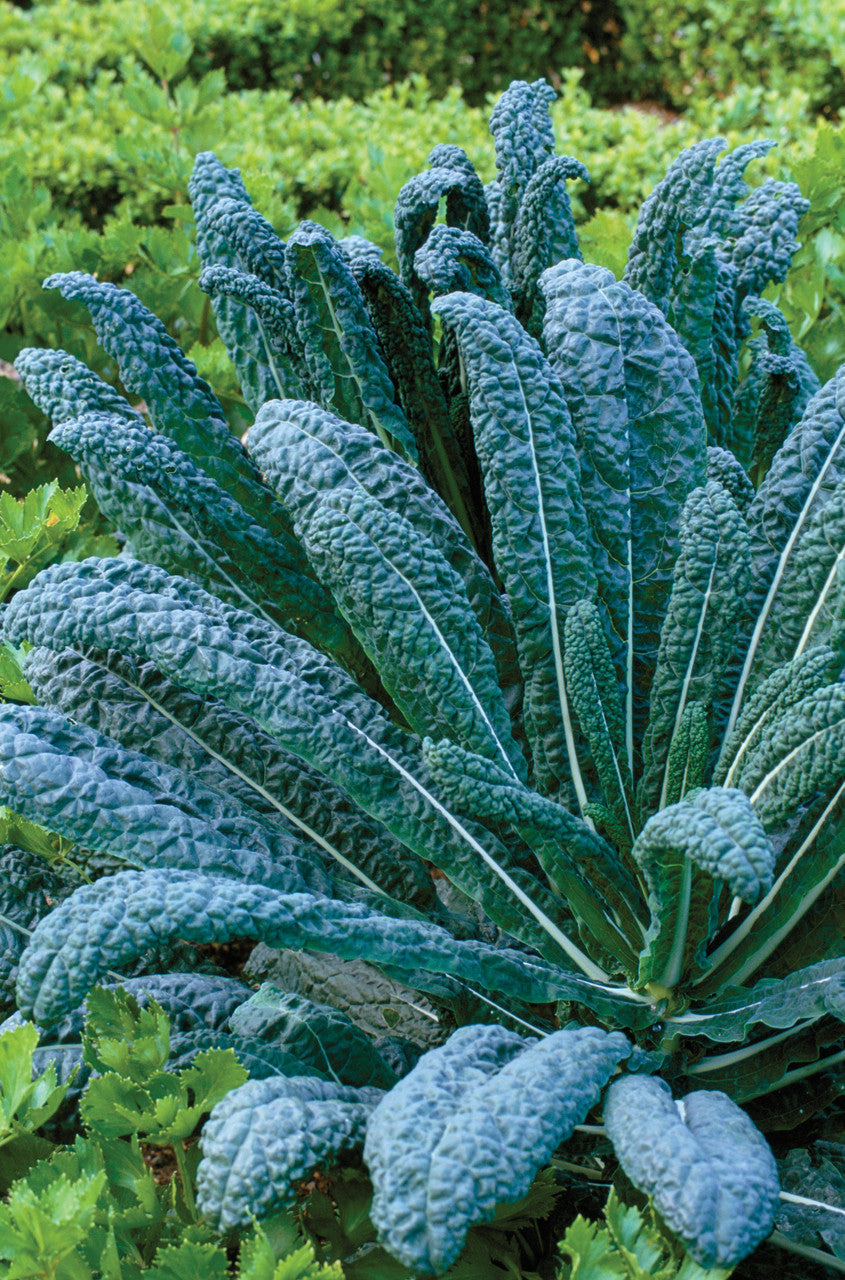 Sarah Raven Seeds Kale Nero di Toscana Saatgut 100 Samen Winter