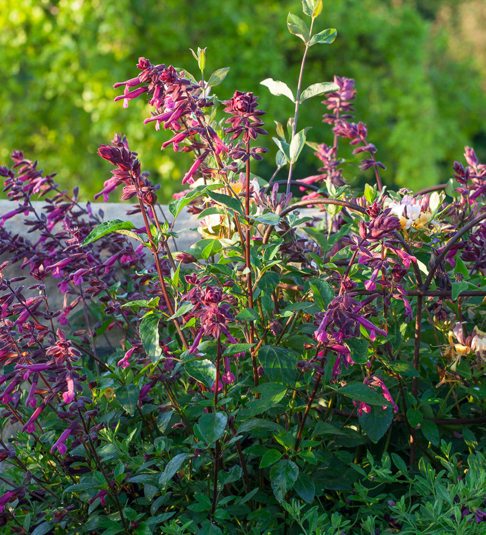 Sarah Raven Plants Salvia Love and Wishes Pflanze 3x 9cm Dauerblüher