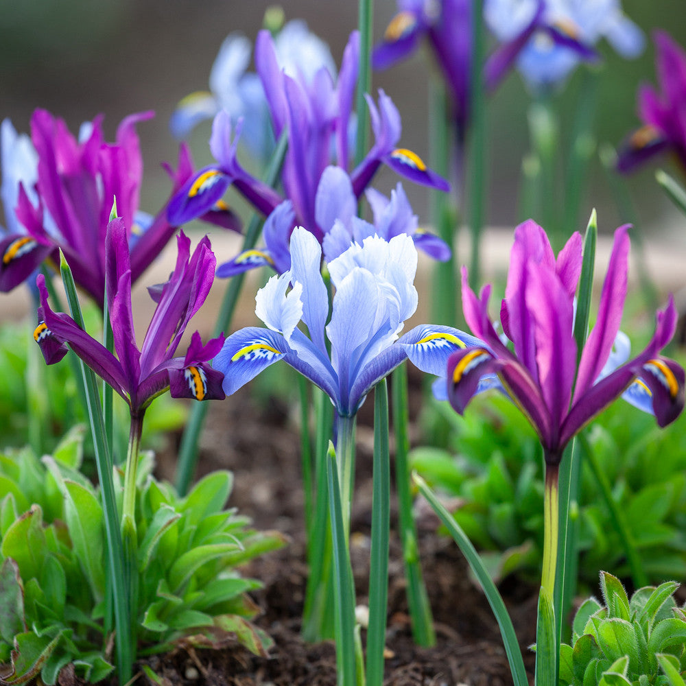 Sarah Raven Bulbs Iris Reticulata Blumenzwiebeln 75 Stück Mix