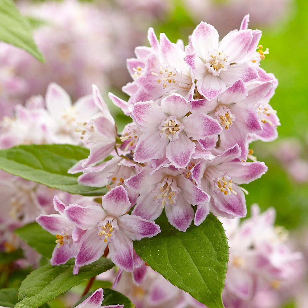 Sarah Raven Deutzia Raspberry Sundae Strauch 2 L Topf rosa-weiß