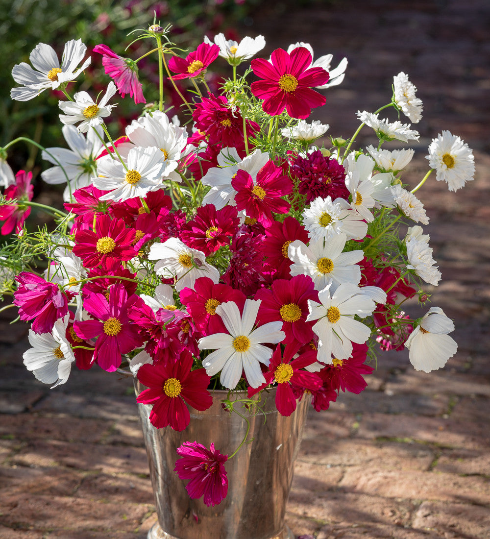 Sarah Raven Seeds Ultimate Cosmos Collection Blumensamen 100 Samen