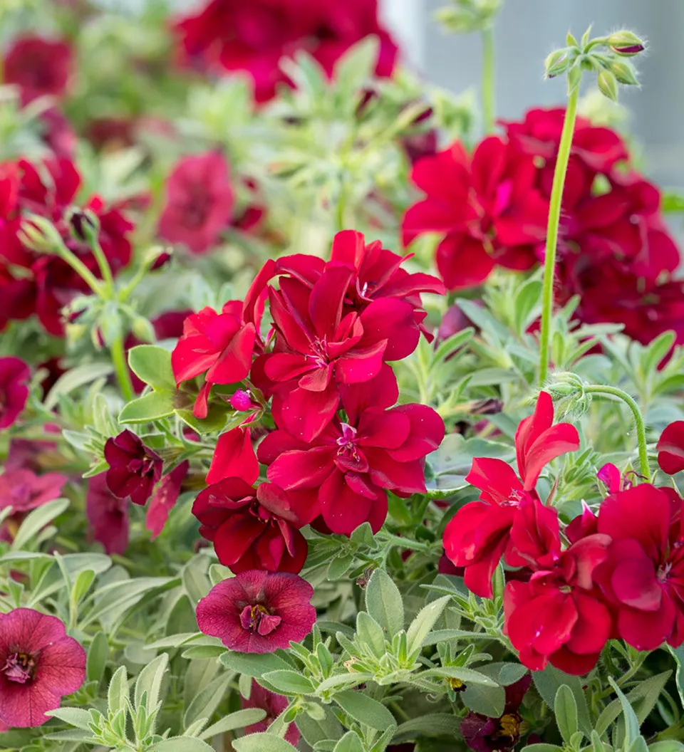 Sarah Raven Moonflair Burgundy Pelargonie 3x 9cm Topf