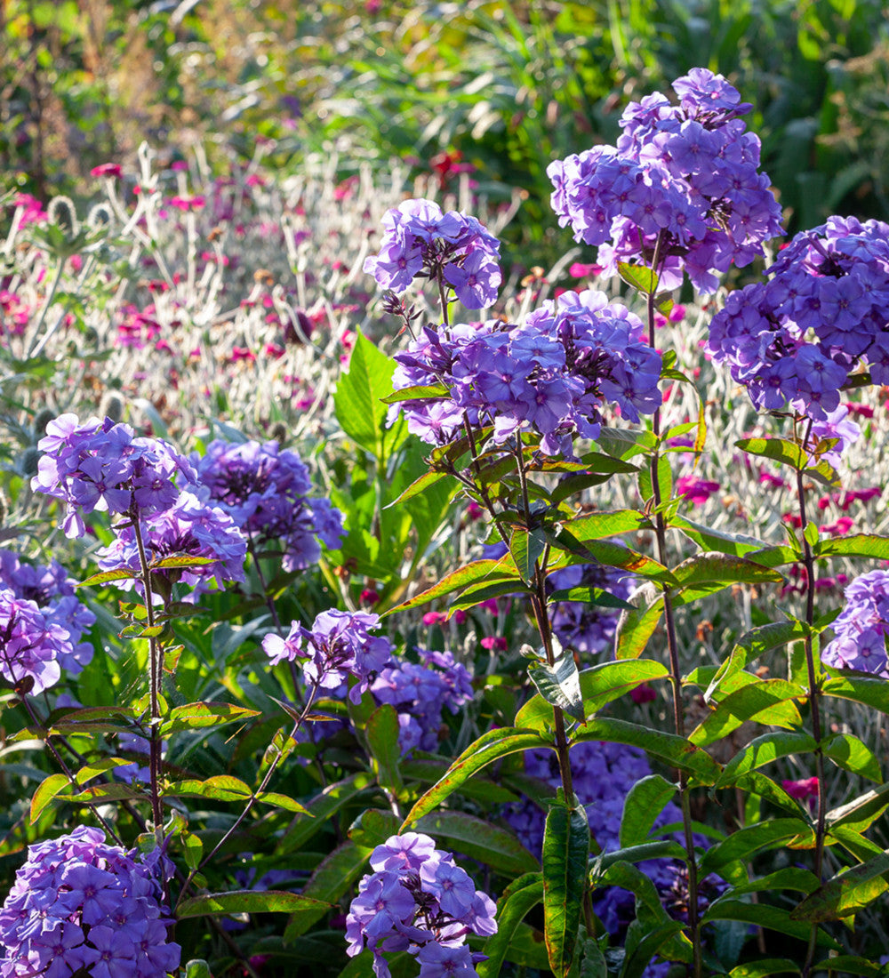 Sarah Raven Phlox Blue Paradise Staude 3x 9cm duftend