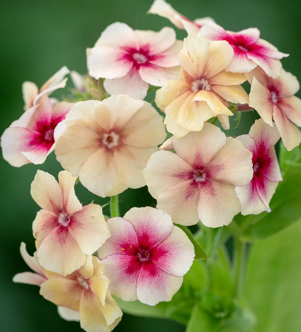 Sarah Raven Plants Phlox Cherry Caramel Blumensamen 175 Samen einjährig