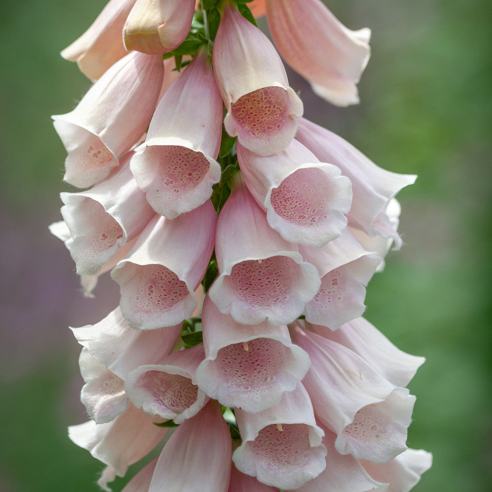 Sarah Raven Fingerhut Collection Digitalis Pflanze 9x9cm