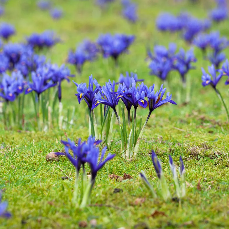 Sarah Raven Bulbs Iris Harmony Blumenzwiebeln 25 Stück duftend früh