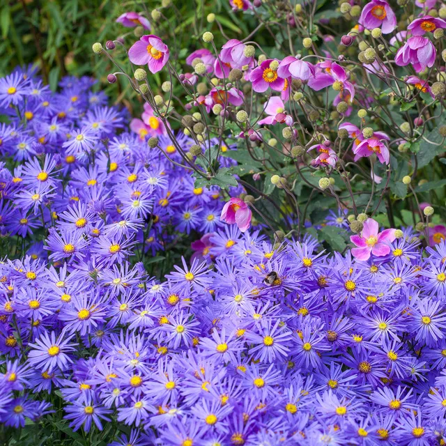Sarah Raven Plants Autumn Border Kombination Pflanzen 6x 9cm rosa