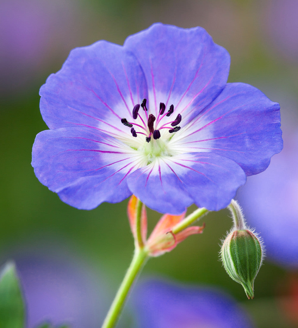 Sarah Raven Rozanne Storchschnabel Stauden 3x9cm violettblau