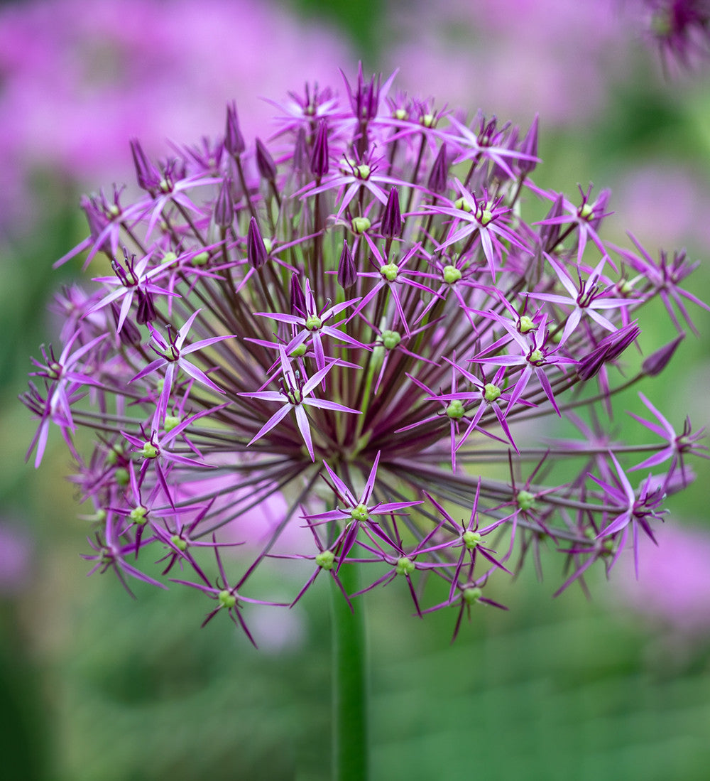 Sarah Raven Bulbs Allium cristophii Zwiebeln 15 Zwiebeln lila