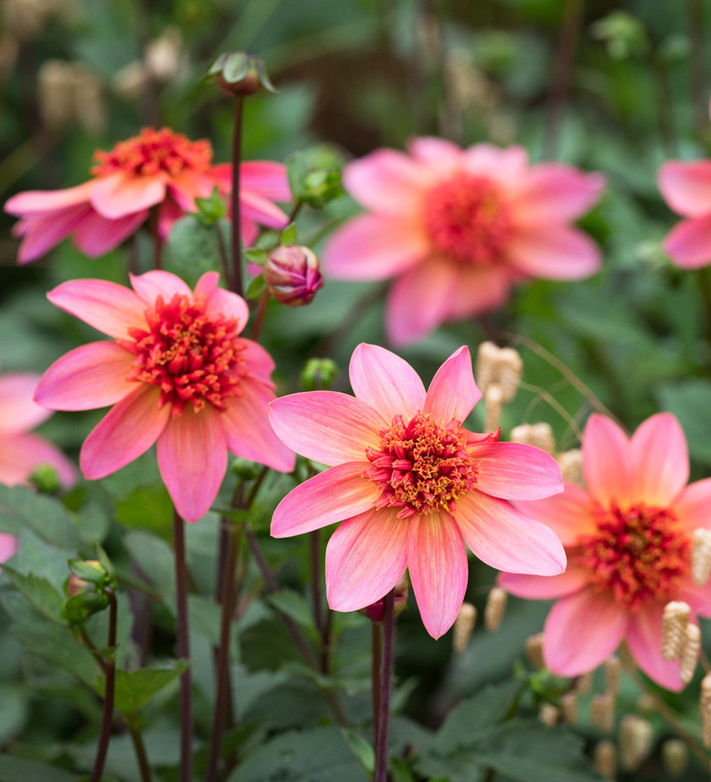 Sarah Raven Bulbs Dahlia Totally Tangerine Knollen orange langblühend