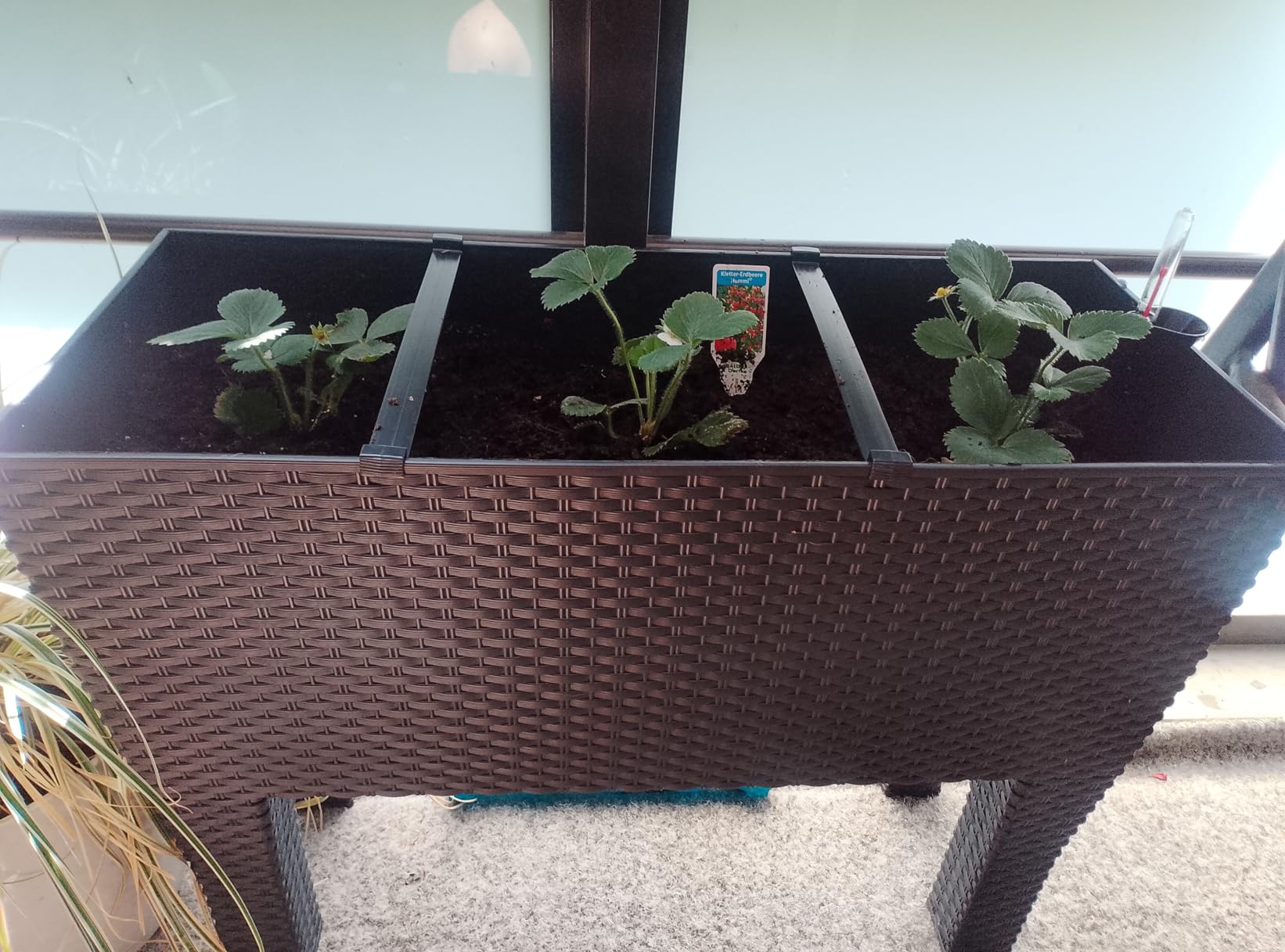 Prosperplast Rato Case High Blumenkasten schwarz 60cm Bewässerung