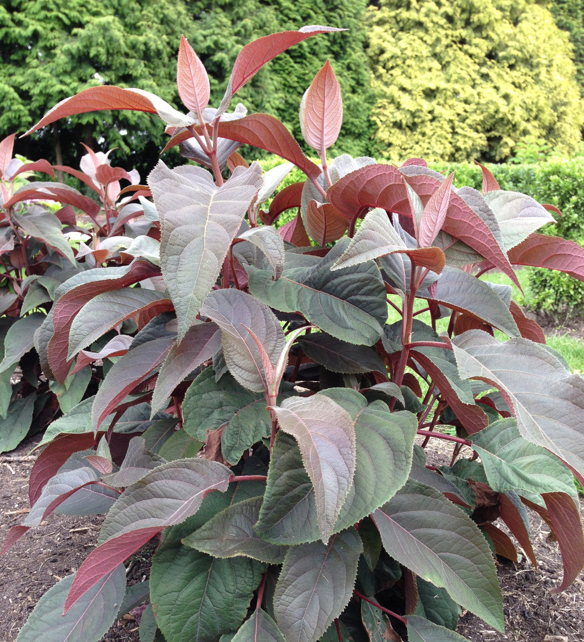 Sarah Raven Plants Hydrangea Hot Chocolate Hortensie 2L Schatten