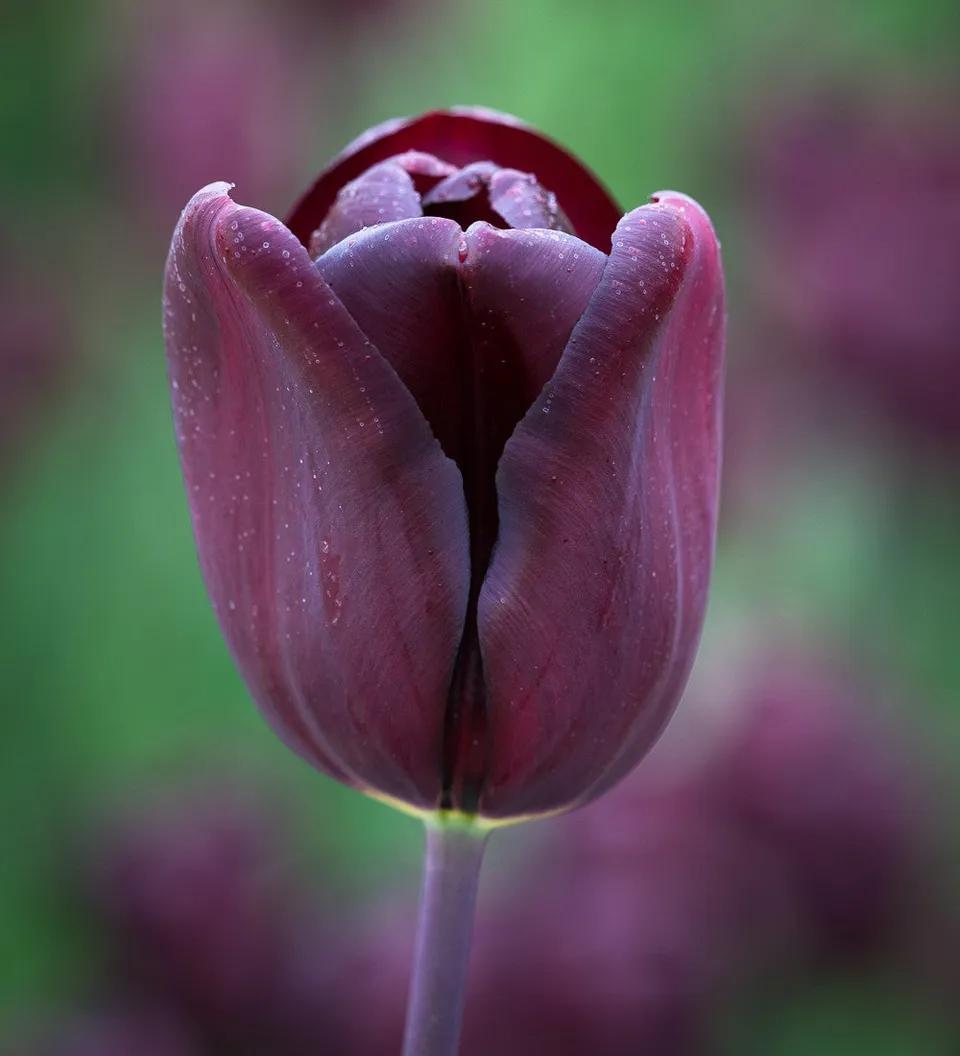 Sarah Raven Bulbs Tulip Continental Blumenzwiebeln 10 Stück schwarz