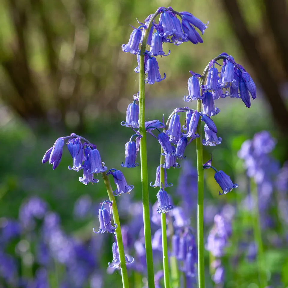 Sarah Raven Bluebells Hasenglöckchen Zwiebeln 25 Stück