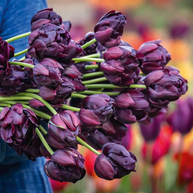 Sarah Raven Bulbs Tulpe Black Hero Blumenzwiebeln 10 Stück gefüllt