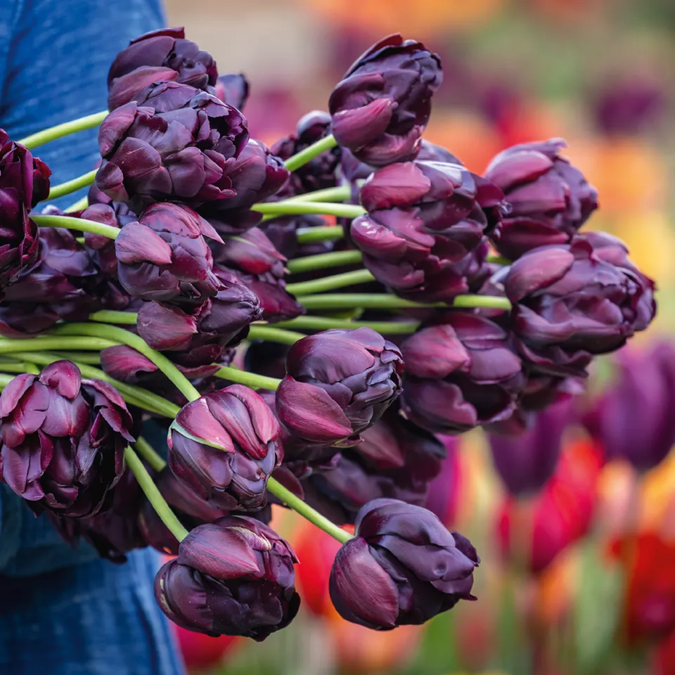 Sarah Raven Bulbs Tulpe Black Hero Blumenzwiebeln 10 Stück gefüllt